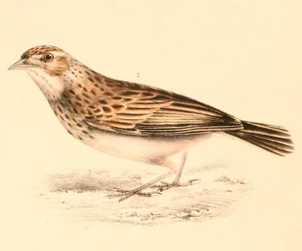 Image of Latakoo Lark
