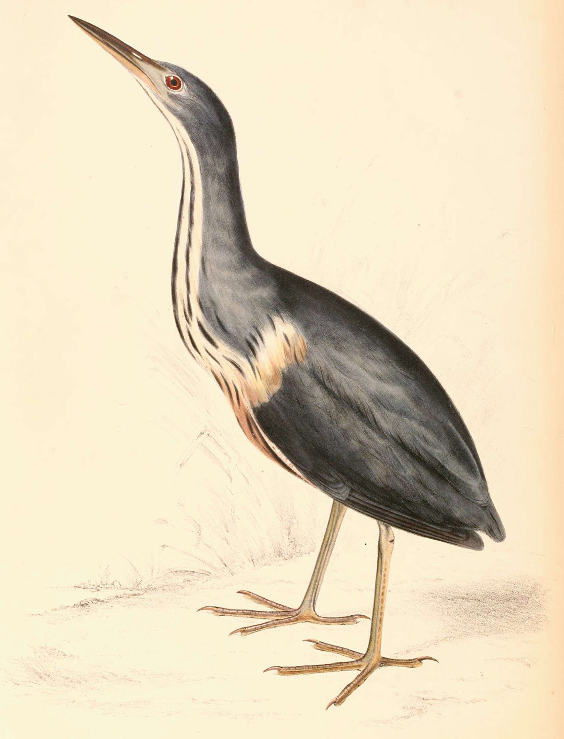 Image of herons and bitterns