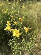 Aureolaria pedicularia (L.) Raf. ex Pennell resmi