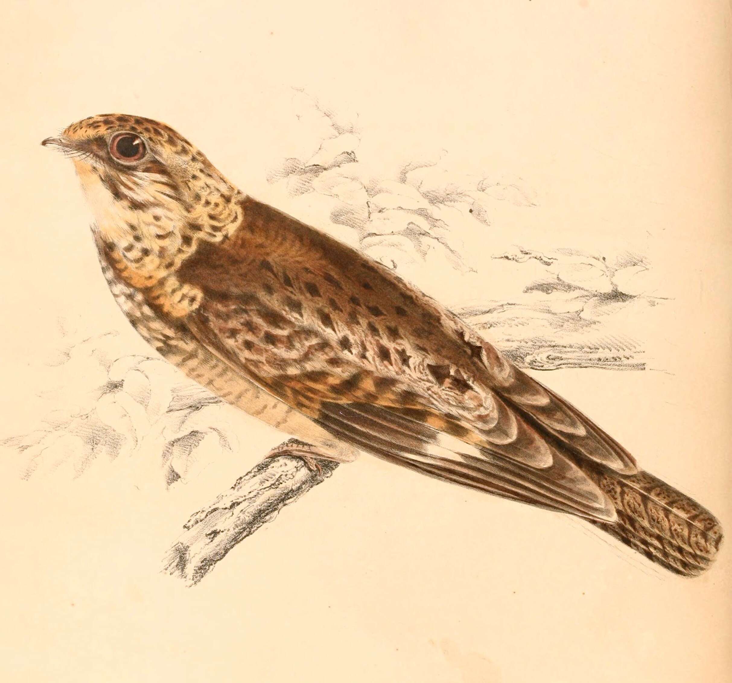 Image of Caprimulgus Linnaeus 1758