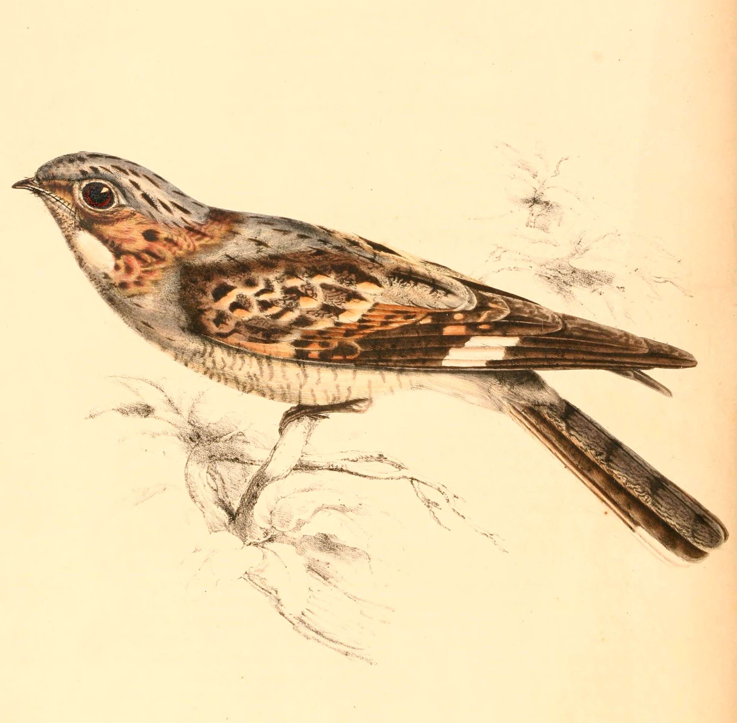 Слика од Caprimulgus Linnaeus 1758