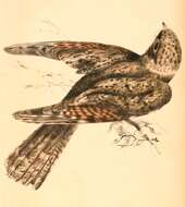 Image of Caprimulgus Linnaeus 1758