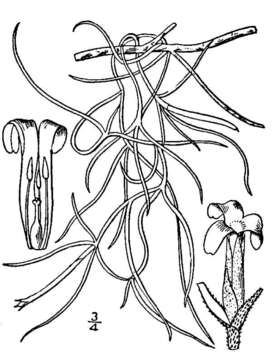 Sivun Tillandsia usneoides (L.) L. kuva