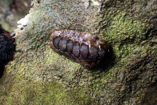 Image of Acanthochitona sueurii (Blainville 1825)