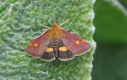 Image of Mint moth