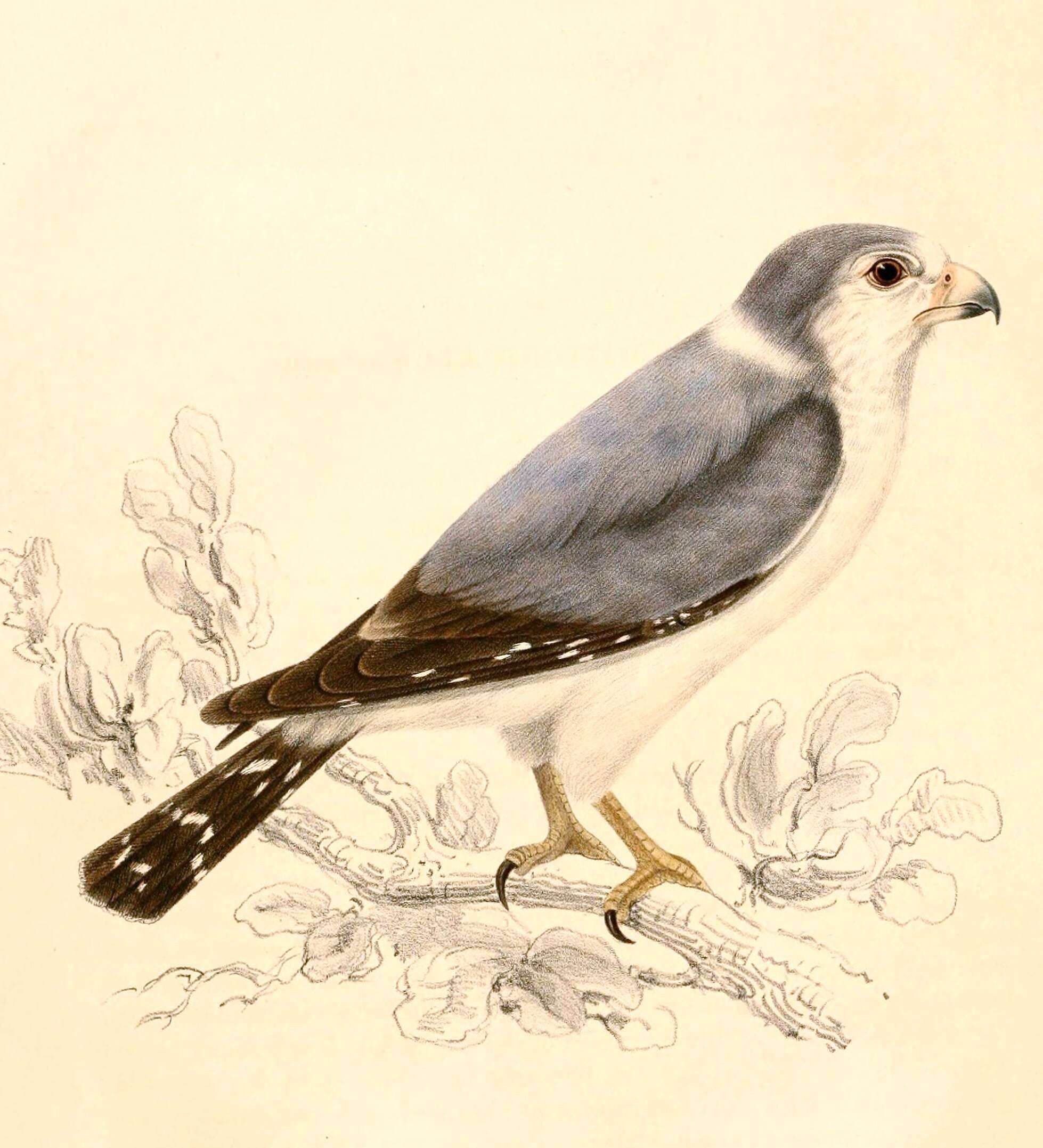 Image of Polihierax Kaup 1847