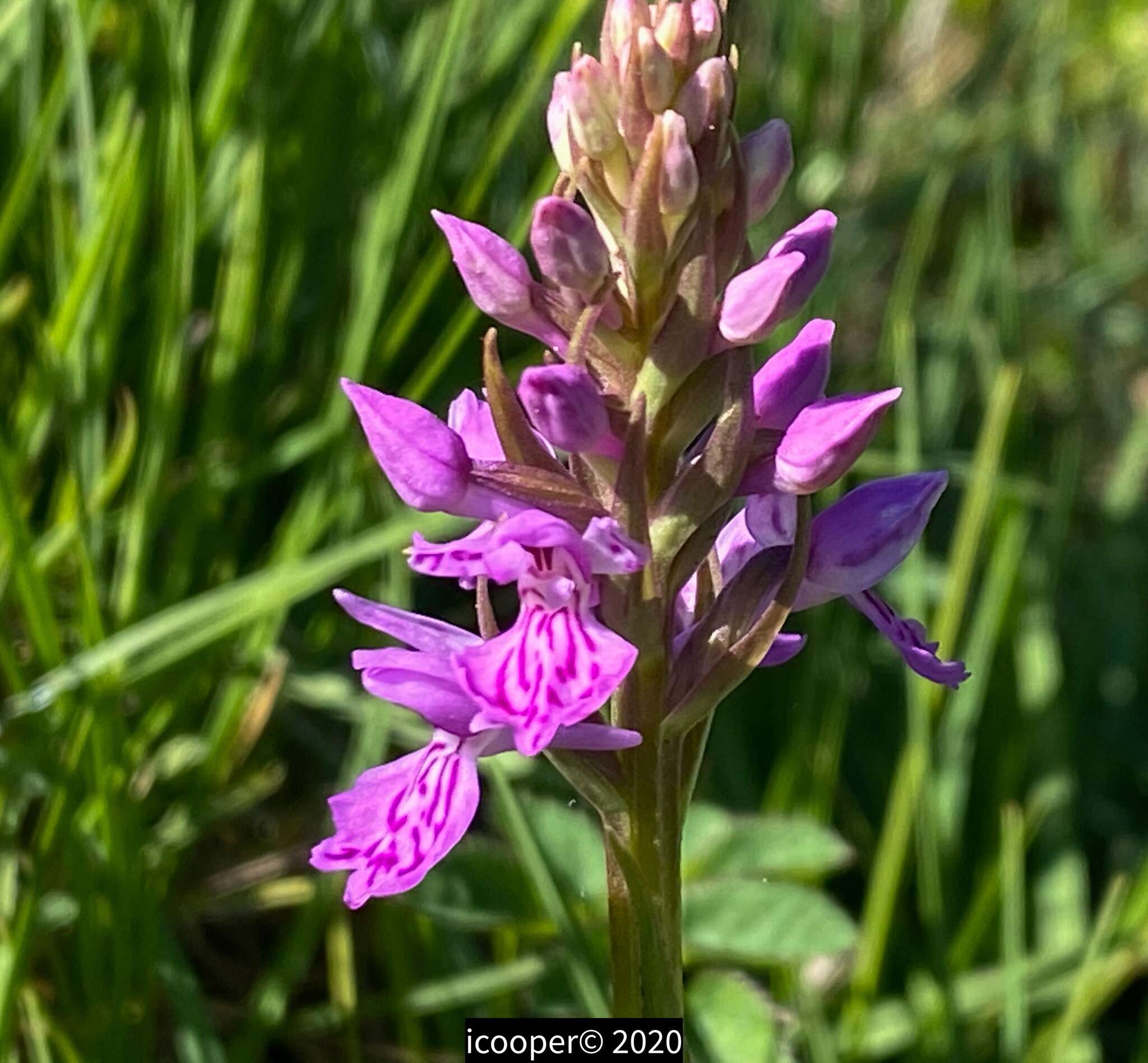 Dactylorhiza formosa Soó的圖片