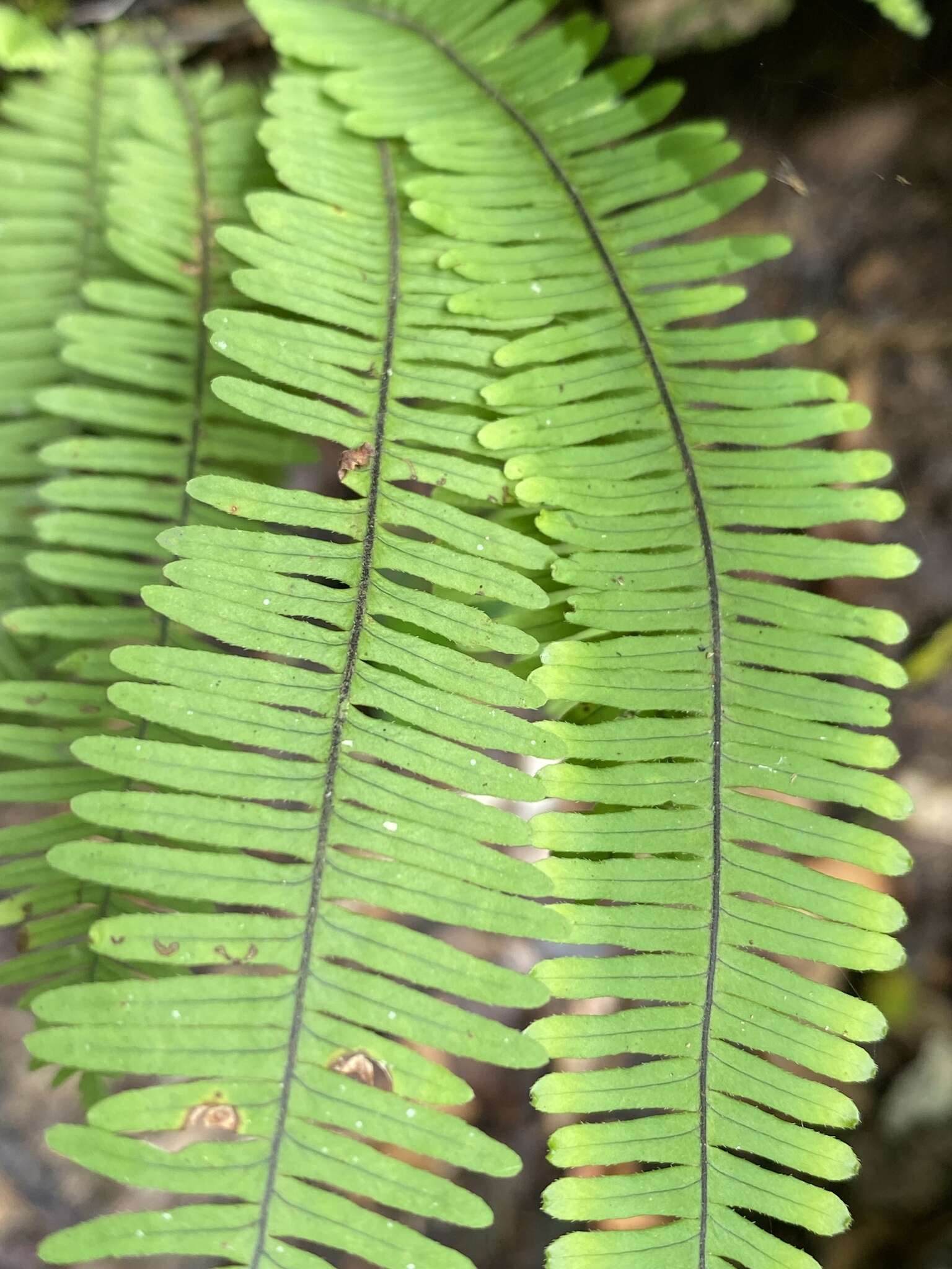 Image of plumed rockcap fern