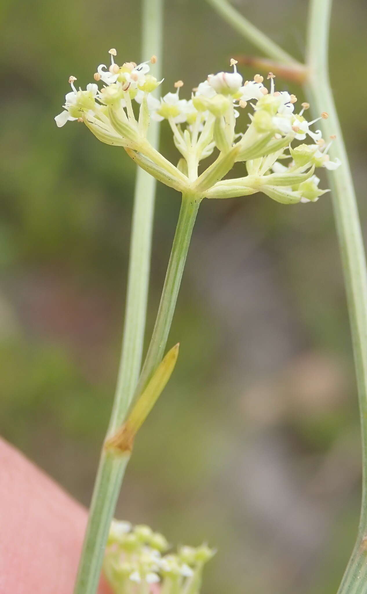 صورة Itasina filifolia (Thunb.) Raf.