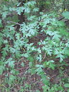 Image of Chinese Hawthorn