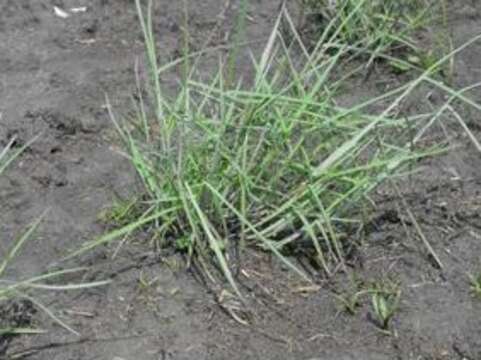 Image of gulf bluestem