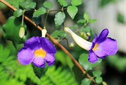 Image de Thunbergia erecta (Benth.) T. Anders.