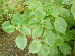 Image of giant dogwood