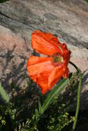 Image of Oriental poppy