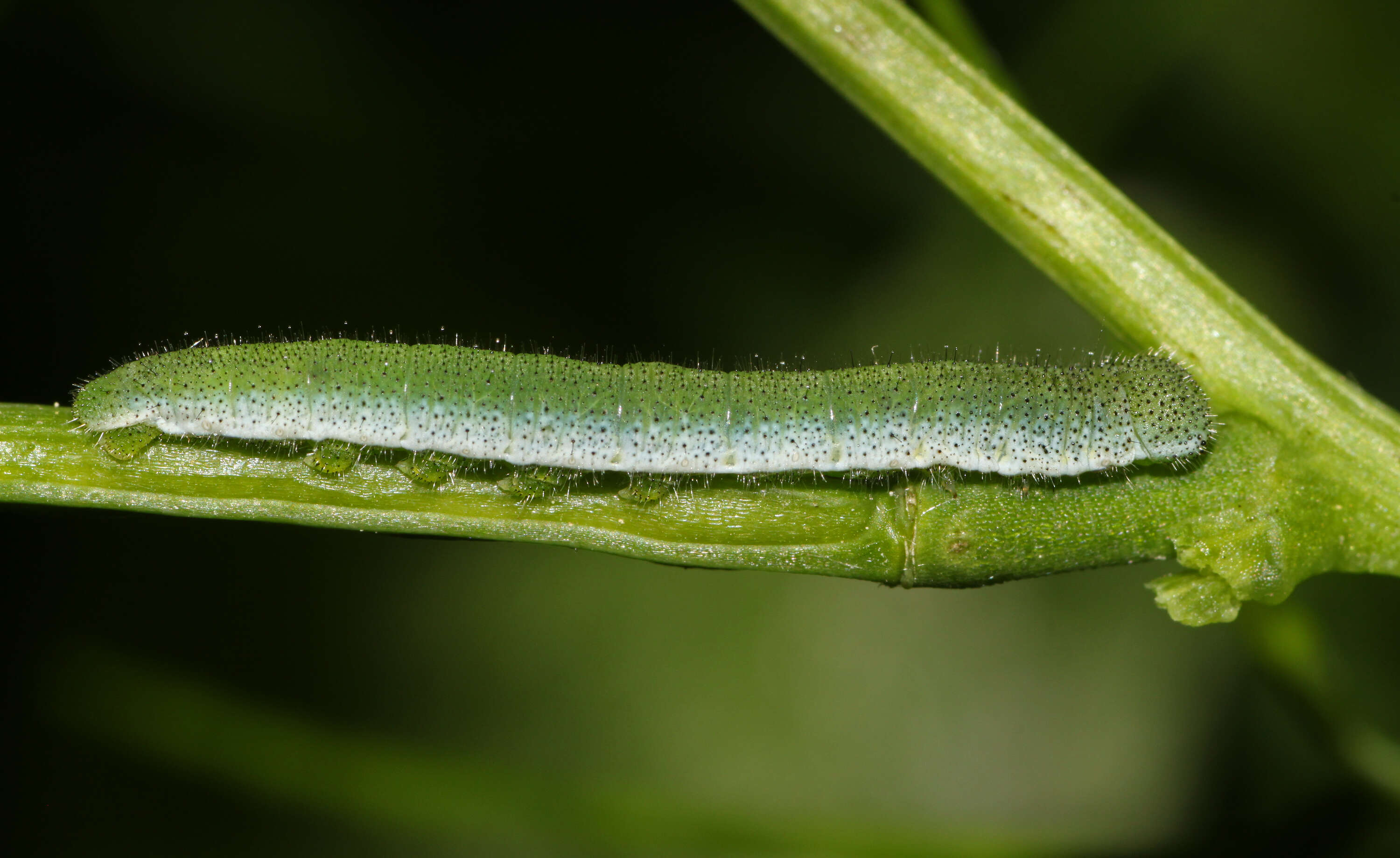 Image of orange tip