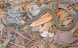 Image of Thamnophis sirtalis similis Rossman 1965