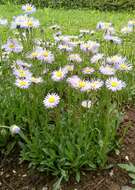 Image of largeflower fleabane