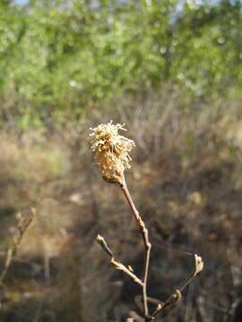 Imagem de Fothergilla gardenii Murr.