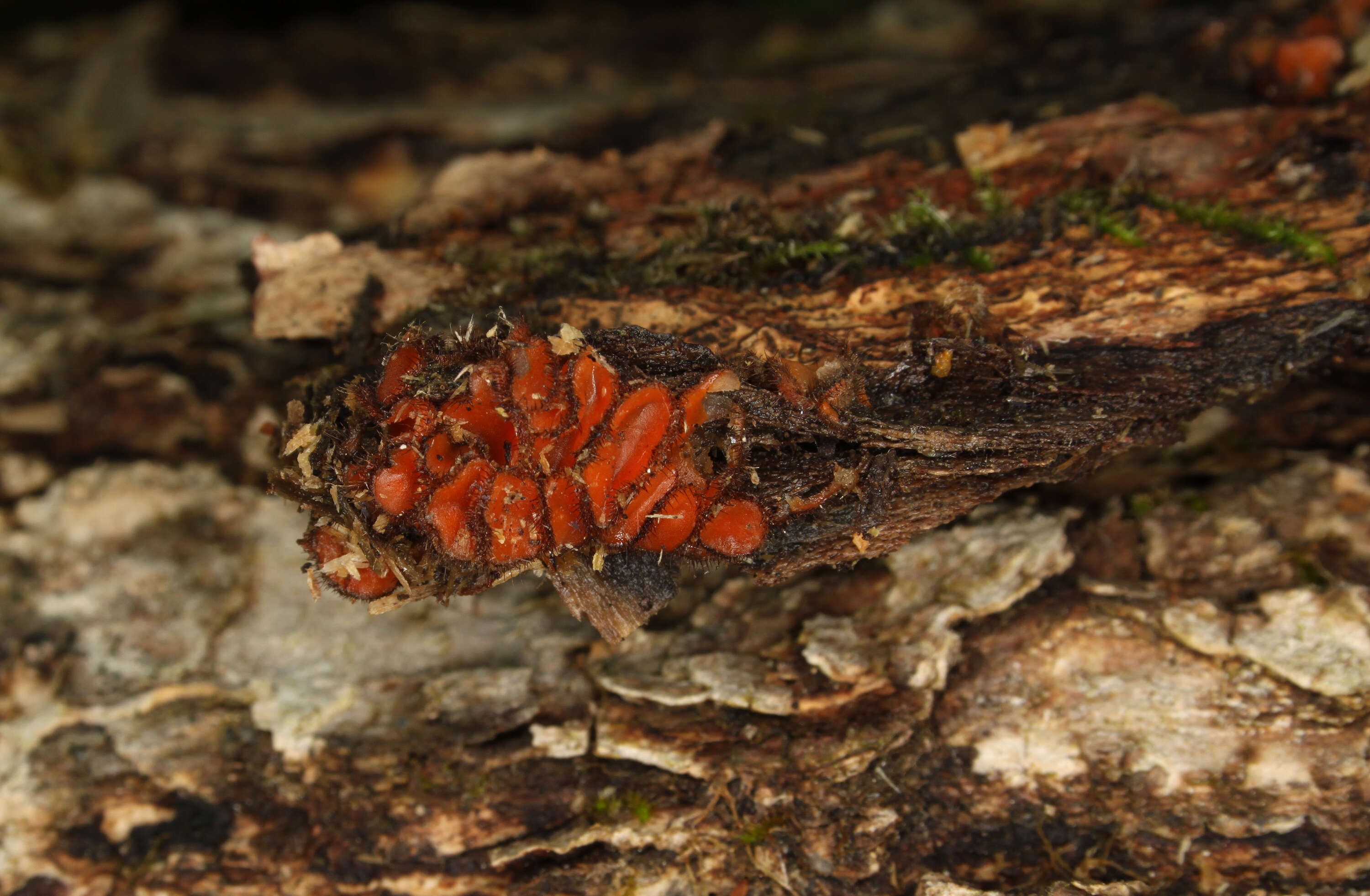 Image of Scutellinia scutellata (L.) Lambotte 1887