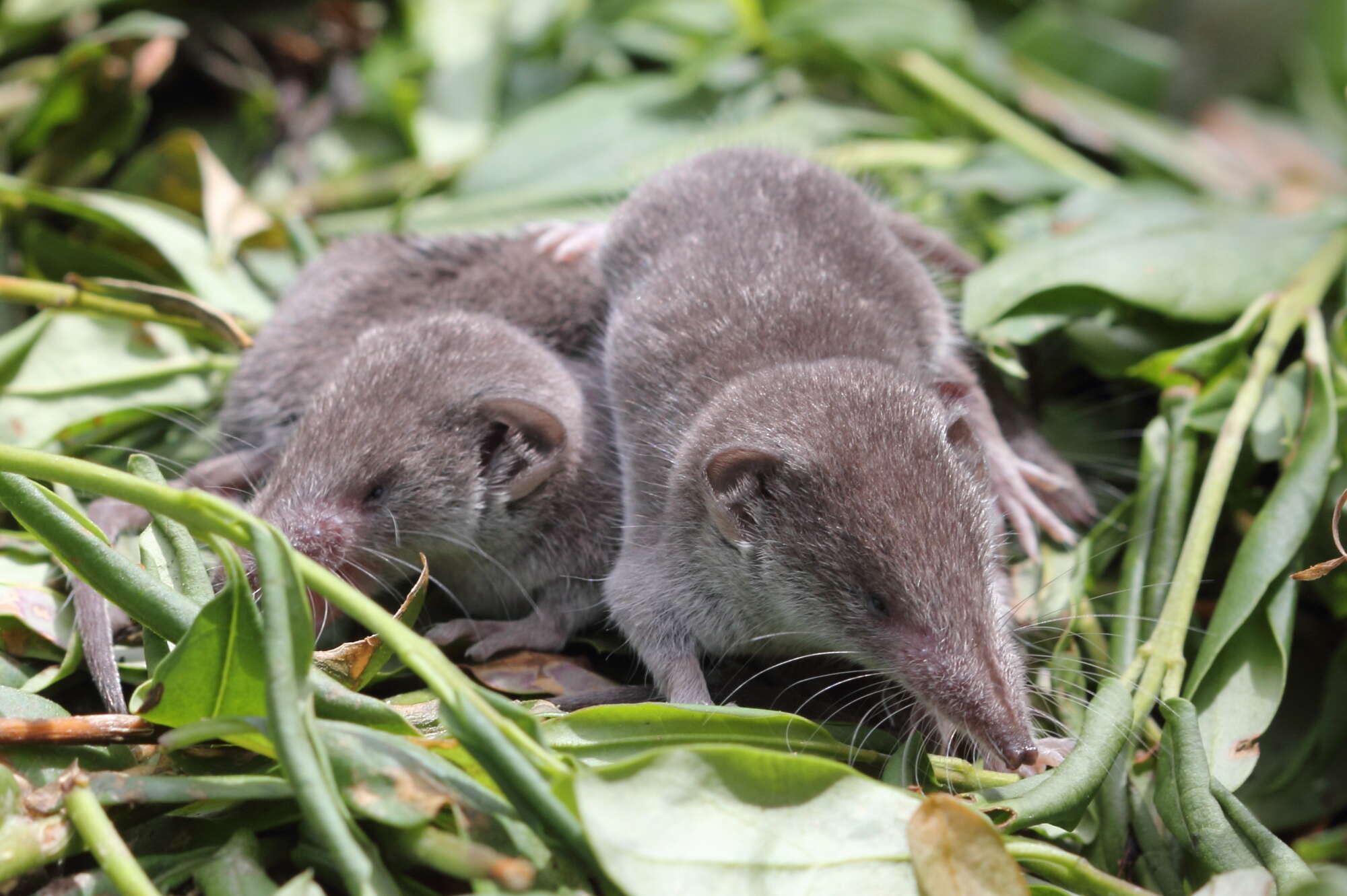 Image of greater white-toothed shrew, house shrew