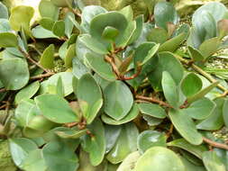 Peperomia obtusifolia (L.) A. Dietr. resmi