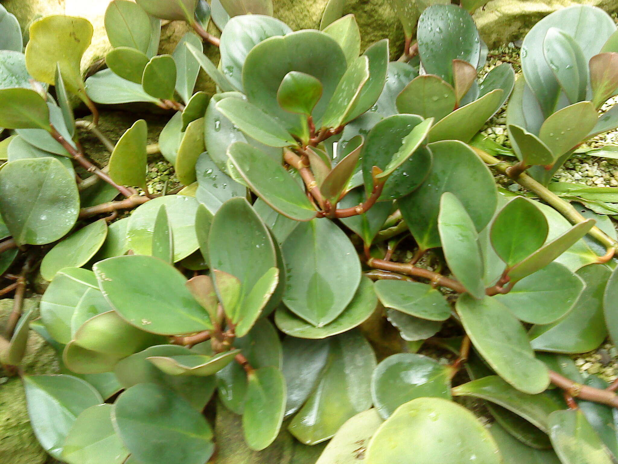 Peperomia obtusifolia (L.) A. Dietr. resmi