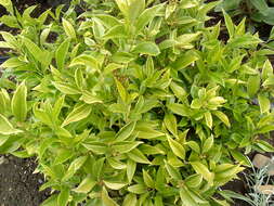 Plancia ëd Sarcococca orientalis C. Y. Wu