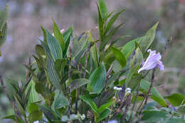 Image of Sobralia warszewiczii Rchb. fil.