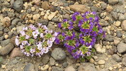 Image of Viola cotyledon Ging.