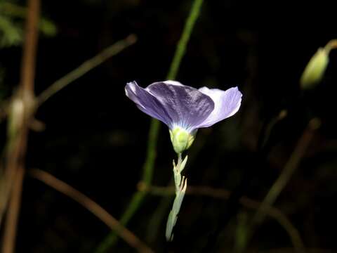 Image of Asian flax