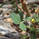 صورة Cottsia californica (Benth.) W. R. Anderson & C. Davis