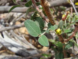 صورة Cottsia californica (Benth.) W. R. Anderson & C. Davis