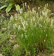 Image of alpine bulrush