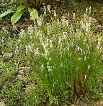 Image of alpine bulrush