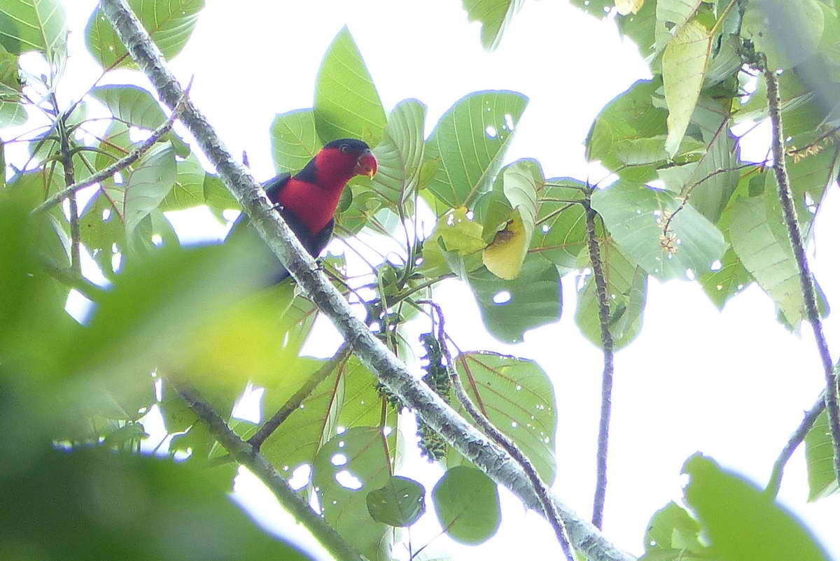 Plancia ëd Lorius lory (Linnaeus 1758)