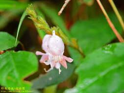 Imagem de Strobilanthes viscosus (Arnott ex Nees) T. Anders.