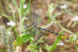 صورة Phanogomphus militaris (Hagen ex Selys 1858)