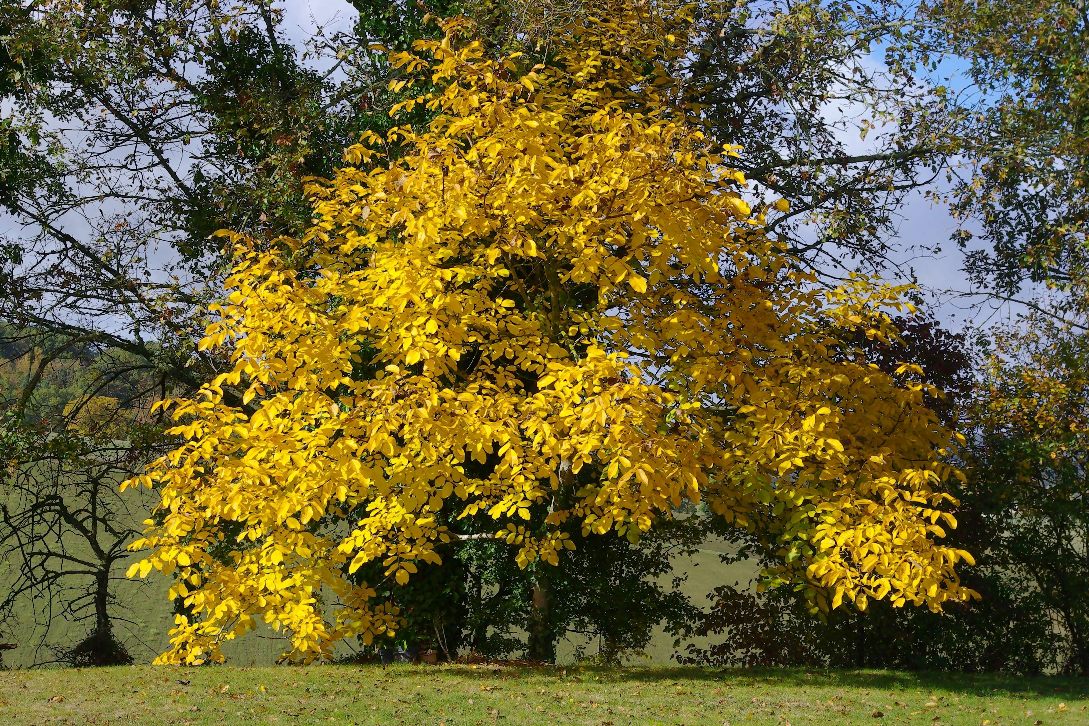 Image of Common walnut