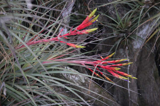 Image of Cardinal Air Plant