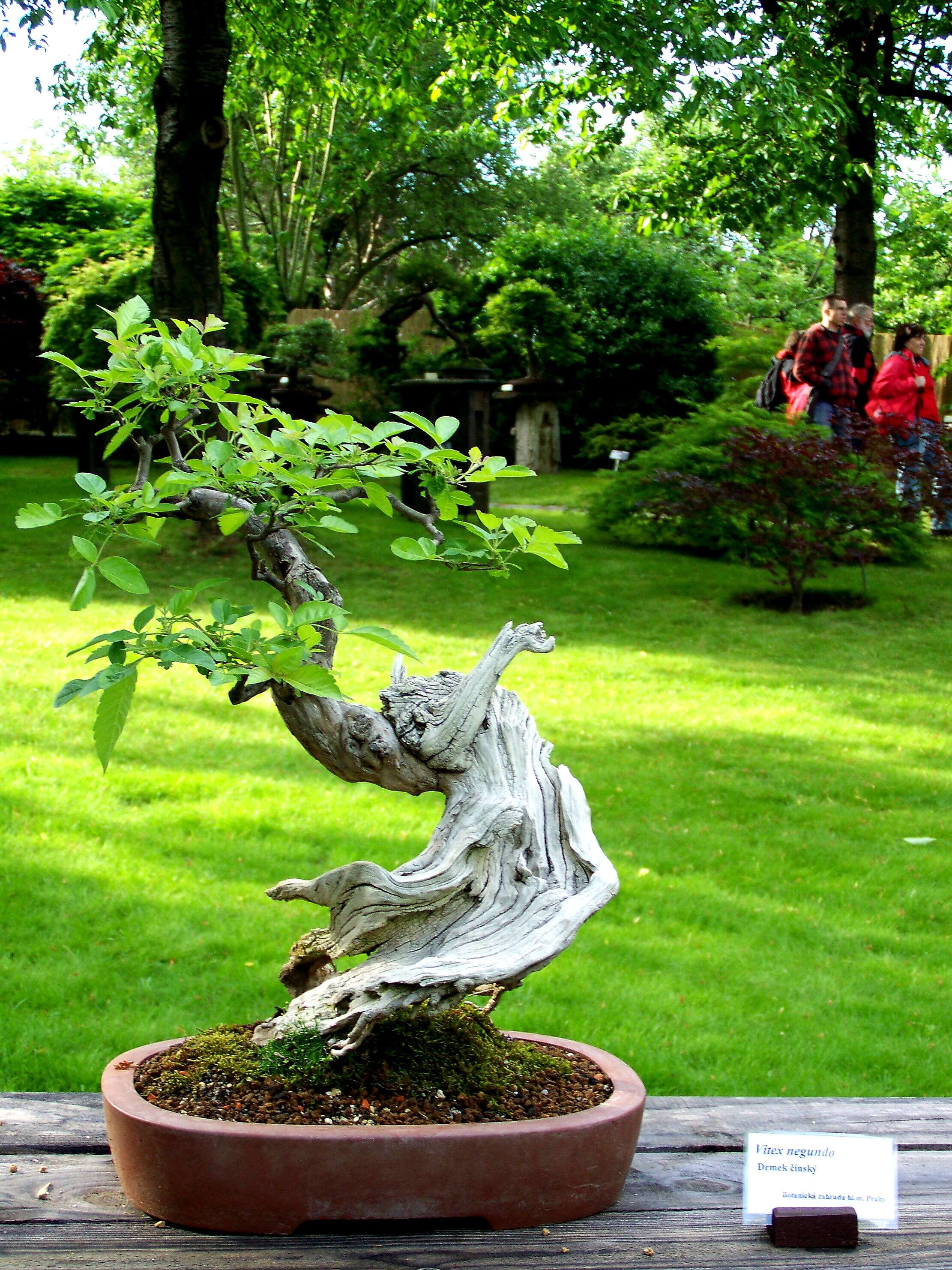 Image of Chinese Chaste-tree