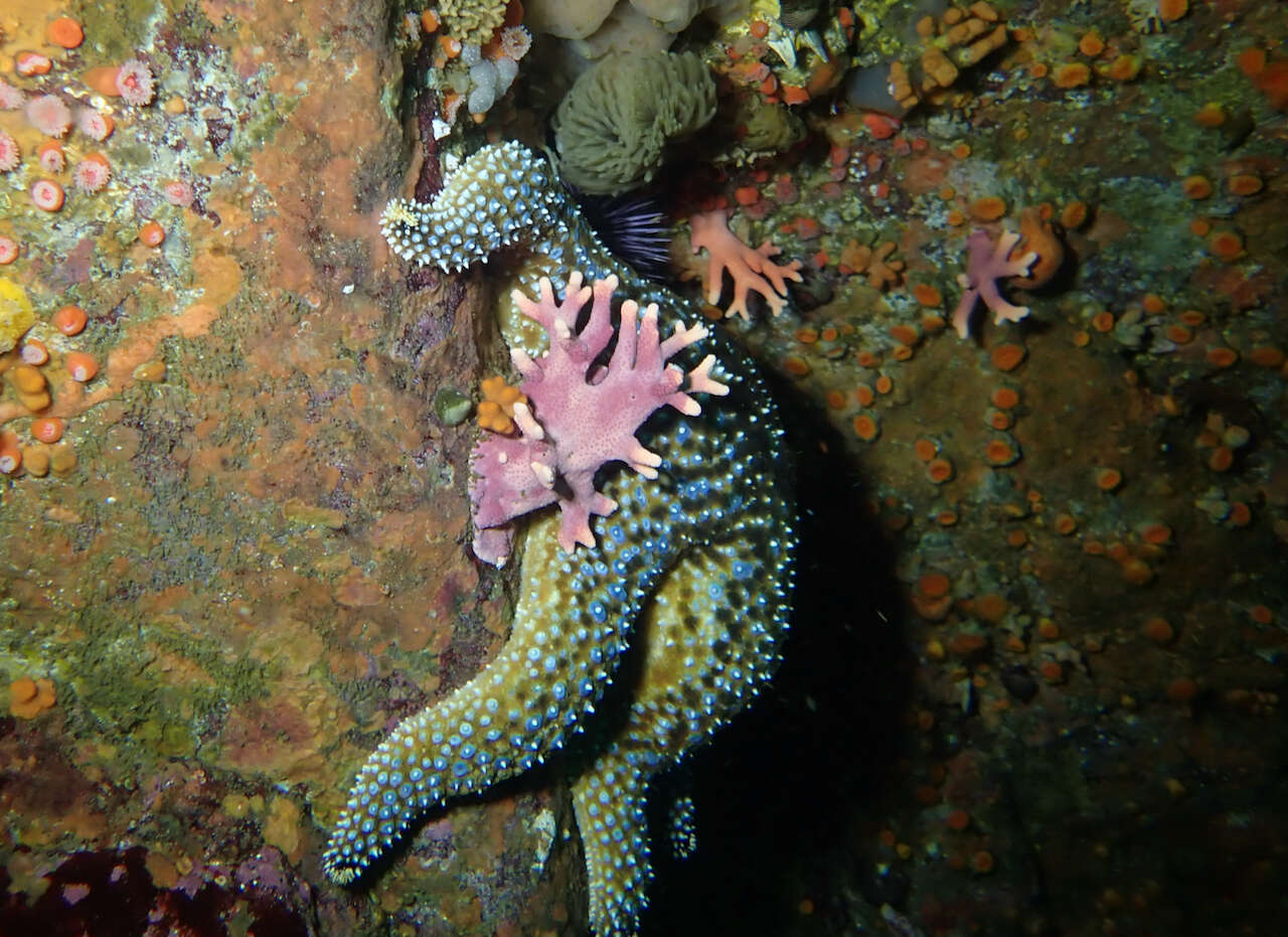 Image of California hydrocoral