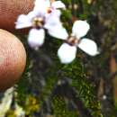 Image of Zieria aspalathoides A. Cunn. ex Benth.