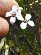 Image of Zieria aspalathoides A. Cunn. ex Benth.