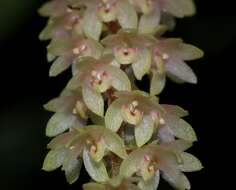 Image of Pinalia polyura (Lindl.) Kuntze