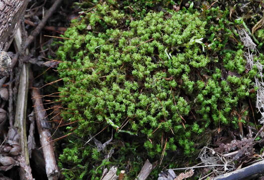 Image of tortured tortella moss