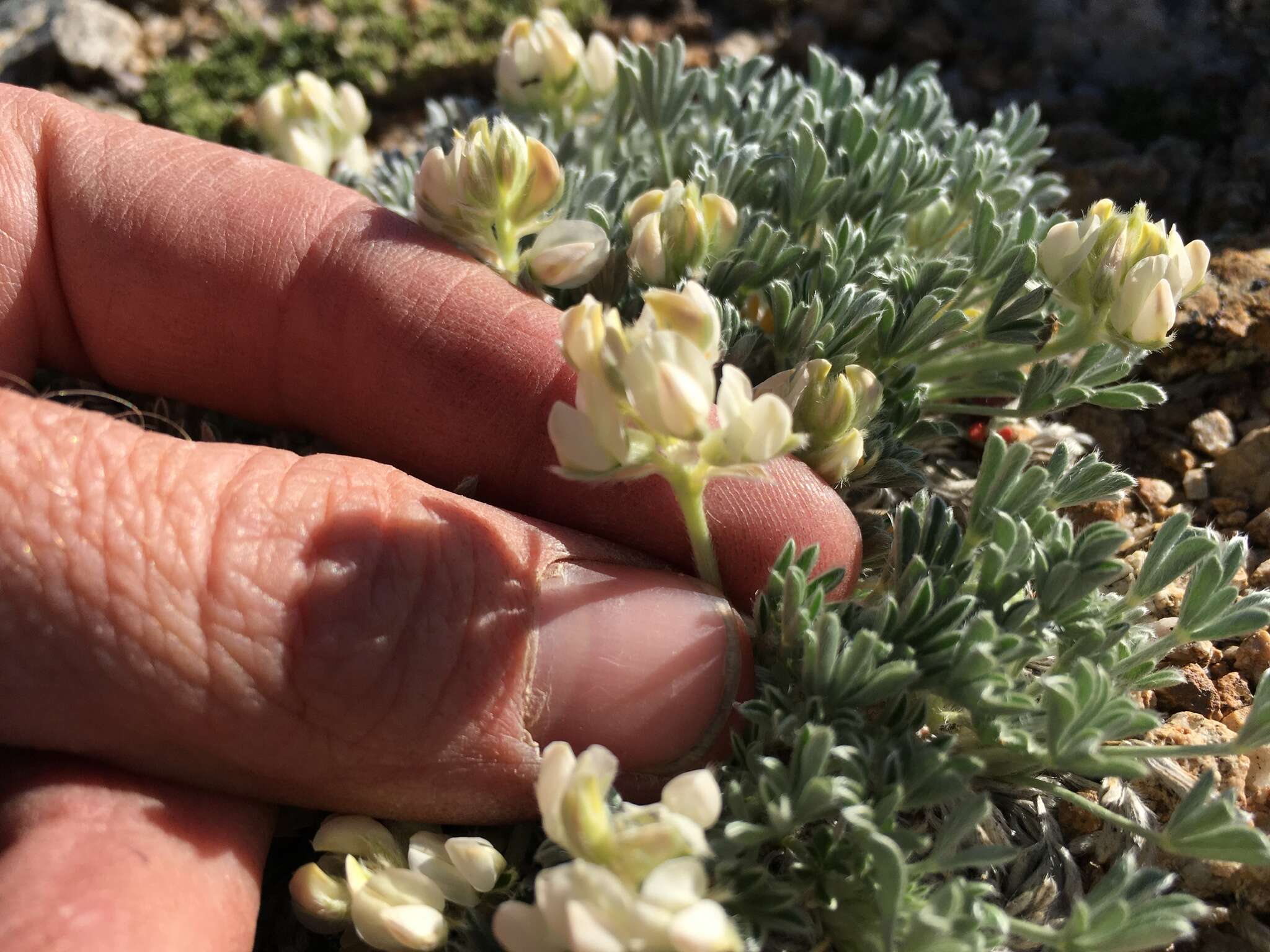 Image of Brewer's Lupine