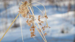 Imagem de Scirpus cyperinus (L.) Kunth