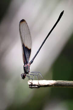 Image of Smoky Rubyspot