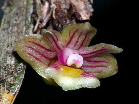 Image of Dendrobium distichum (C. Presl) Rchb. fil.