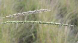 Image of plains bristlegrass